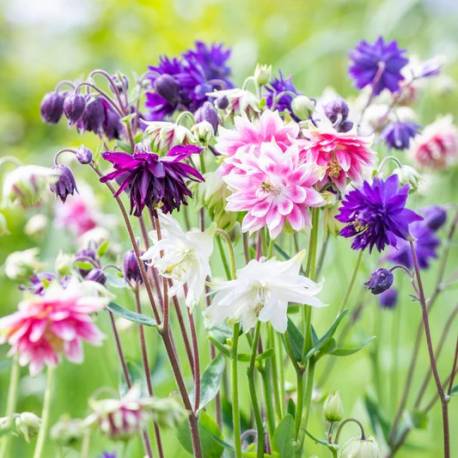 Aquilegia 'Barlow Choice Mix'