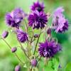 Aquilegia 'Barlow Choice Mix'