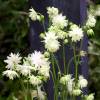 Aquilegia 'Barlow Choice Mix'