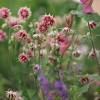 Aquilegia 'Barlow Choice Mix'