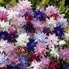 Aquilegia 'Barlow Choice Mix'