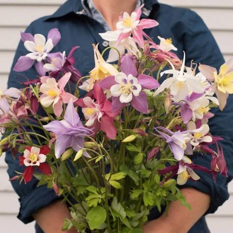 Aquilegia 'McKana Giants Mix'