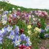 Aquilegia 'McKana Giants Mix'