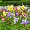 Aquilegia 'McKana Giants Mix'