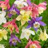 Aquilegia 'McKana Giants Mix'