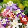 Aquilegia 'McKana Giants Mix'