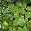 Petasites japonicus  'Nishiki-Burki'