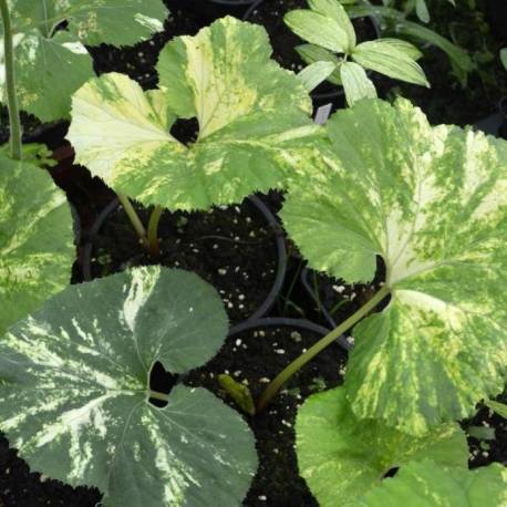 Petasites japonicus  'Nishiki-Burki'