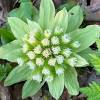 Petasites japonicus  'Nishiki-Burki'