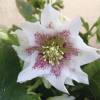 Helleborus 'Double White Spotted'