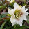 Helleborus 'Double White Spotted'