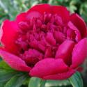 Paeonia 'Many Happy Returns'
