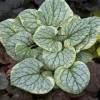 Brunnera macrophylla 'King's Ransom'