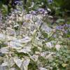 Brunnera macrophylla 'King's Ransom'