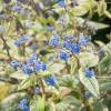 Brunnera macrophylla 'King's Ransom'