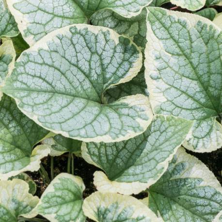 Brunnera macrophylla 'King's Ransom'