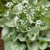 Brunnera macrophylla 'Mr Morse'