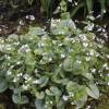 Brunnera macrophylla 'Mr Morse'