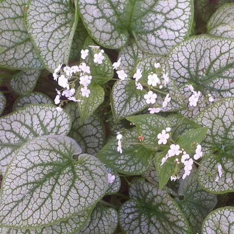 Brunnera macrophylla 'Mr Morse'