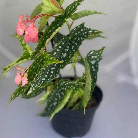 Begonia corallina ('Tamaya')