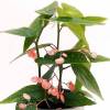 Begonia corallina ('Tamaya')
