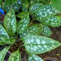 Pulmonaria saccharata 