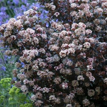 Physocarpus opulifolius 'Little Joker'