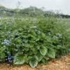 Brunnera 'Emerald Mist'