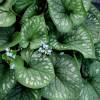 Brunnera 'Emerald Mist'