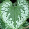 Brunnera 'Emerald Mist'