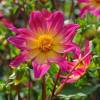 Dahlia 'Bright Eyes'