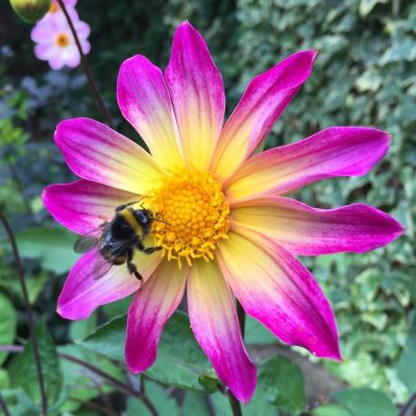 Dahlia 'Bright Eyes'