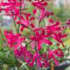 Nerine bowdenii 'Pearls Of Cherry'