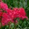 Nerine bowdenii 'Pearls Of Cherry'