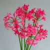 Nerine bowdenii 'Pearls Of Cherry'