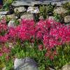 Nerine bowdenii 'Pearls Of Cherry'