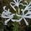 Nerine bowdenii 'Alba'