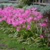 Nerine bowdenii 'Isabel'
