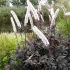 Actaea simplex 'Chocoholic' (Cimicifuga)