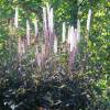 Actaea simplex 'Chocoholic' (Cimicifuga)