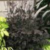 Actaea simplex 'Chocoholic' (Cimicifuga)