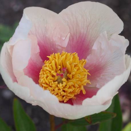 Paeonia 'Athena'