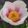 Paeonia 'Athena'