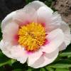 Paeonia 'Athena'