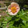 Paeonia 'Athena'