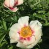 Paeonia 'Athena'
