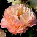 Paeonia lactiflora 'Coral Sunset'