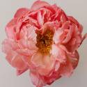 Paeonia lactiflora 'Coral Sunset'