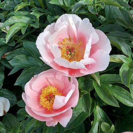 Paeonia lactiflora  'Soft Salmon Saucer'