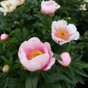 Paeonia lactiflora  'Soft Salmon Saucer'